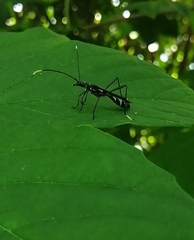 Stenorhopalus gracilipes