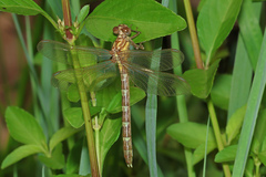 Hemigomphus heteroclytus