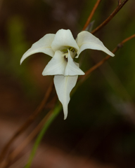 Gladiolus longicollis