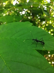 Stenorhopalus gracilipes
