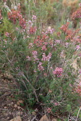 Erica multiflora
