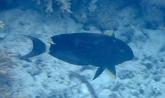 Acanthurus nigricauda