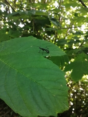 Stenorhopalus gracilipes