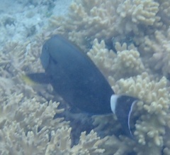 Acanthurus nigricauda