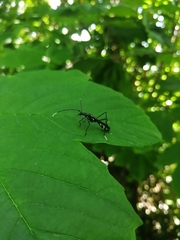 Stenorhopalus gracilipes