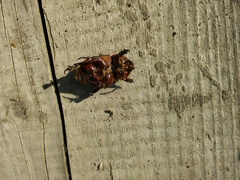 Oryctes nasicornis corniculatus