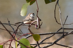 Stizoptera bichenovii