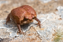 Breviceps