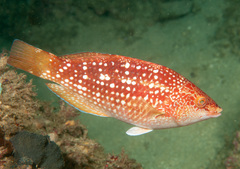 Notolabrus gymnogenis