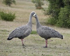 Cereopsis novaehollandiae