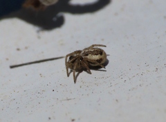 Hypsosinga albovittata