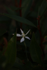 Caladenia marginata