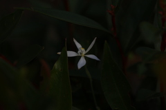 Caladenia marginata