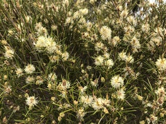 Melaleuca uncinata