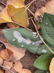 Golovinomyces cichoracearum