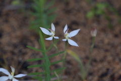 Caladenia marginata