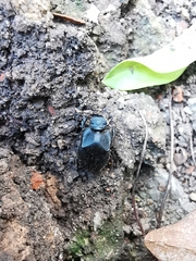 Onthophagus fodiens