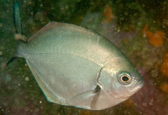 Scorpis lineolata