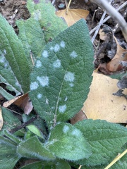 Golovinomyces cichoracearum