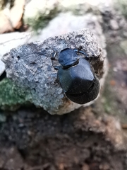 Onthophagus fodiens