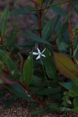 Caladenia marginata