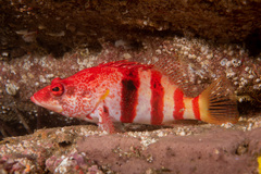 Hypoplectrodes nigroruber