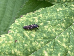 Cheilomenes sexmaculata