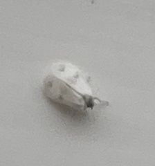 Aleyrodes proletella