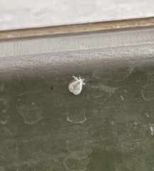 Aleyrodes proletella