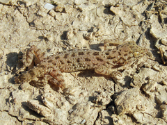Cyrtopodion scabrum