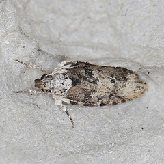 Ardozyga sodalisella