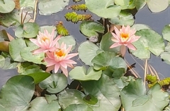 Nymphaea