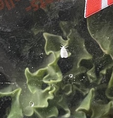 Aleyrodes proletella