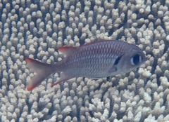 Myripristis