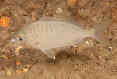 Gerres subfasciatus