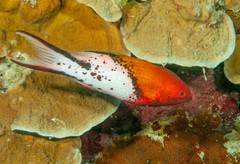 Bodianus anthioides