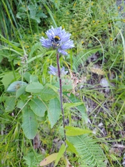 Campanula cervicaria