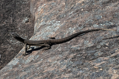 Varanus gouldii