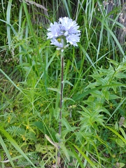 Campanula cervicaria