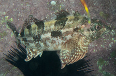 Chironemus marmoratus
