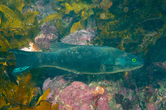 Olisthops cyanomelas