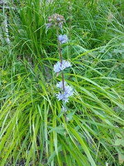 Campanula cervicaria