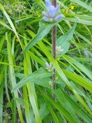 Campanula cervicaria