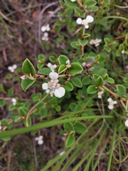 Spyridium thymifolium