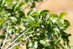 Schinus latifolia