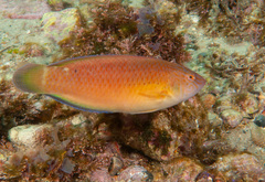 Austrolabrus maculatus
