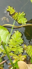 Salvinia molesta