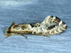 Moerarchis inconcisella