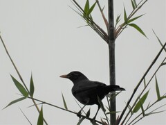 Turdus mandarinus