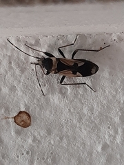 Raglius confusus